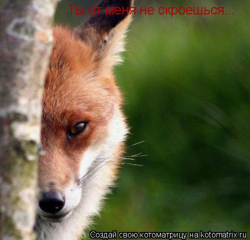 Ты от меня не скроешься...... Котоматрица: Ты от меня не скроешься...