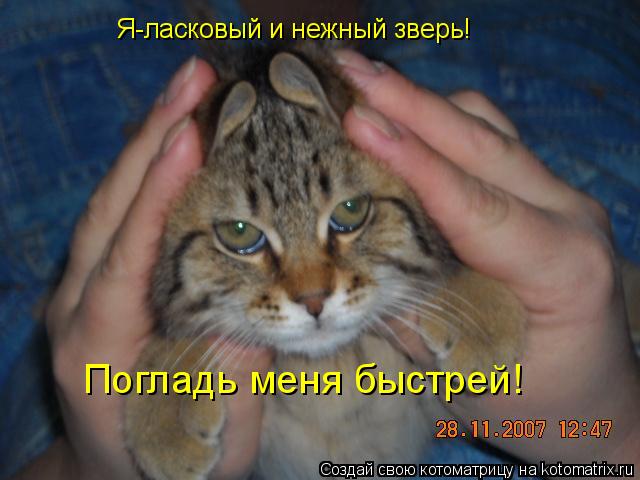 Я-ласковый и нежный зверь! Погладь меня быстрей!... Котоматрица: Я-ласковый и нежный зверь! Погладь меня быстрей!