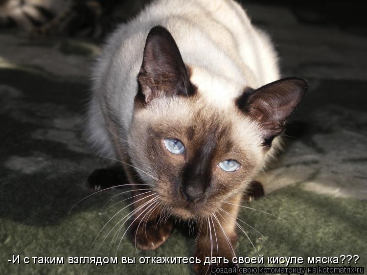 -И с таким взглядом вы откажитесь дать своей кисуле мяска???... Котоматрица: -И с таким взглядом вы откажитесь дать своей кисуле мяска???