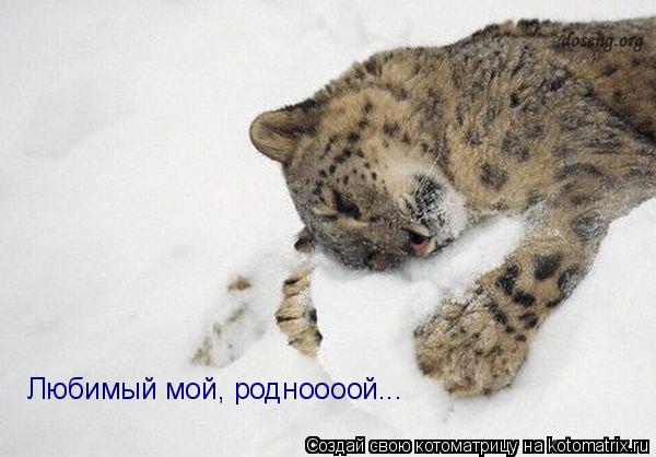 Любимый мой, родноооой...... Котоматрица: Любимый мой, родноооой...