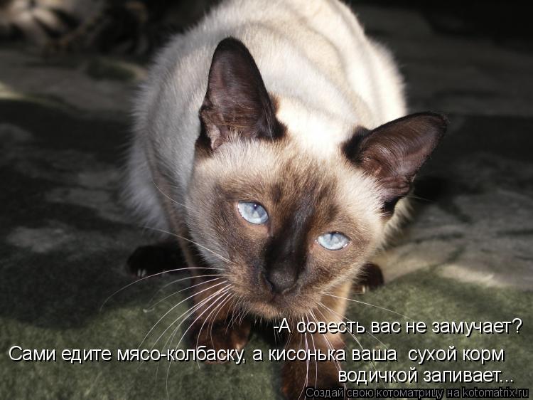 -А совесть вас не замучает? Сами едите мясо-колбаску, а кисонька ваша сухой корм водичкой запивает.... Котоматрица: -А совесть вас не замучает? Сами едите мясо-колбаску, а кисонька ваша сухой корм водичкой запивает...