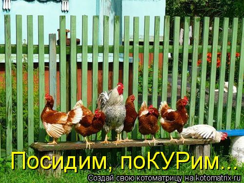 Посидим, поКУРим...... Котоматрица: Посидим, поКУРим...