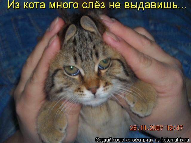 Котоматрица: Из кота много слёз не выдавишь...