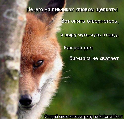 Нечего на пикниках клювом щелкать! Вот опять отвернетесь, я сыру чуть-чуть стащу. Как раз для биг-м... Котоматрица: Нечего на пикниках клювом щелкать! Вот опять отвернетесь, я сыру чуть-чуть стащу. Как раз для биг-мака не хватает...