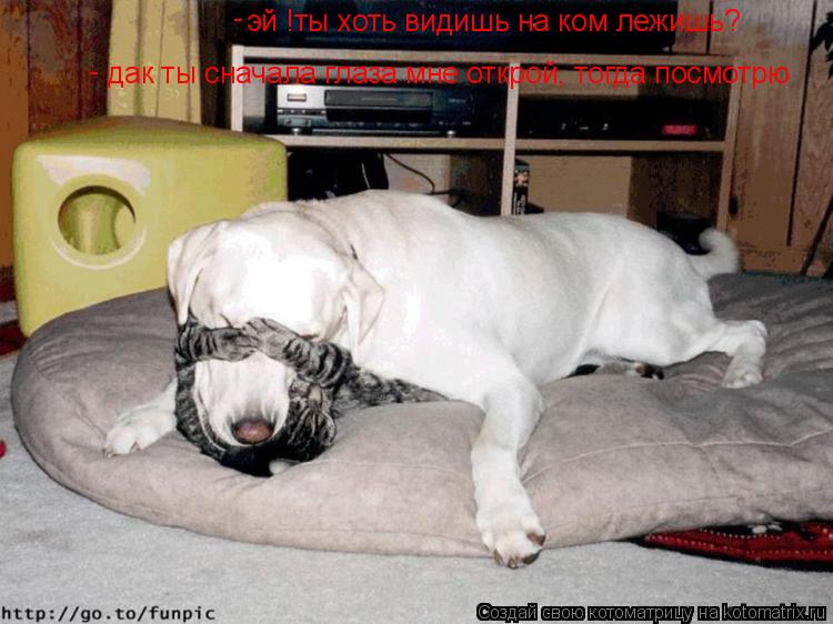 эй !ты хоть видишь на ком лежишь? дак ты сначала глаза мне открой, тогда посмотрю - - -... Котоматрица: эй !ты хоть видишь на ком лежишь? дак ты сначала глаза мне открой, тогда посмотрю - - -