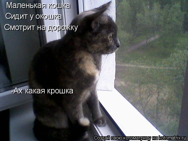 Маленькая кошка Сидит у окошка Смотрит на дорожку -Ах какая крошка... Котоматрица: Маленькая кошка Сидит у окошка Смотрит на дорожку -Ах какая крошка
