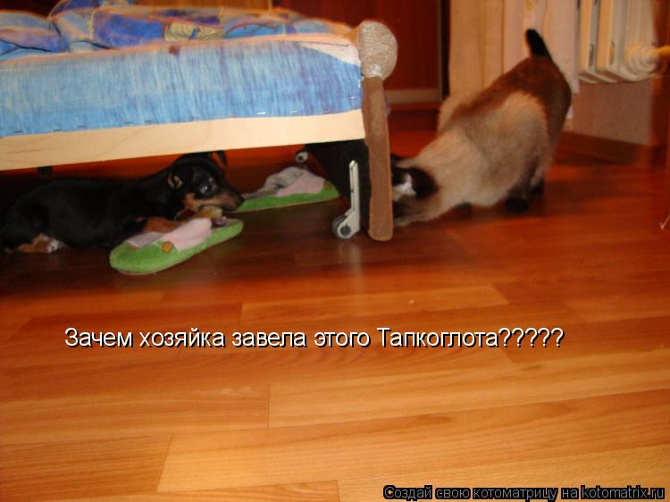 Зачем хозяйка завела этого Тапкоглота?????... Котоматрица: Зачем хозяйка завела этого Тапкоглота?????