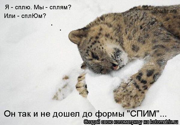 Я - сплю. Мы - сплям? Или - сплЮм? Он так и не дошел до формы "СПИМ"... . .... Котоматрица: Я - сплю. Мы - сплям? Или - сплЮм? Он так и не дошел до формы "СПИМ"... . .