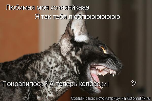 Любимая моя хозяяяйкааа Я так тебя люблююююююю Понравилось? А теперь колбаски! =)... Котоматрица: Любимая моя хозяяяйкааа Я так тебя люблююююююю Понравилось? А теперь колбаски! =)