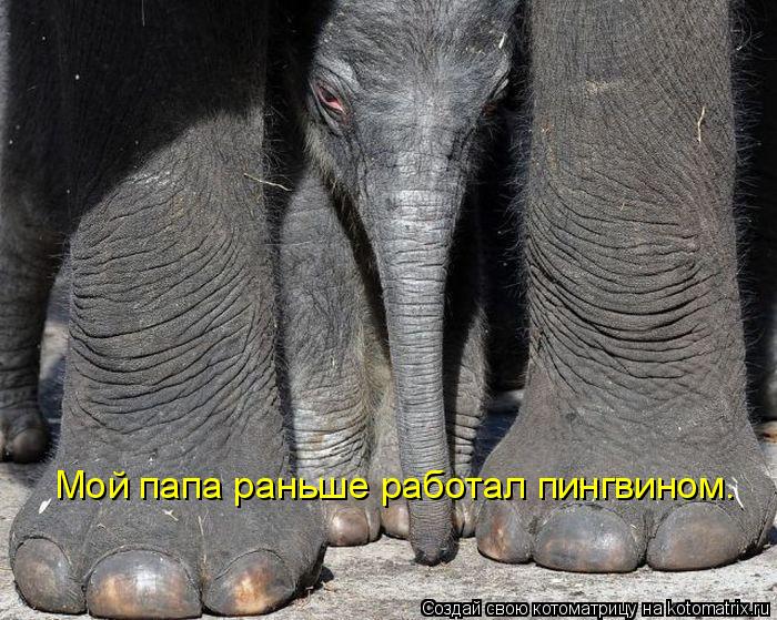 Мой папа раньше работал пингвином.... Котоматрица: Мой папа раньше работал пингвином.