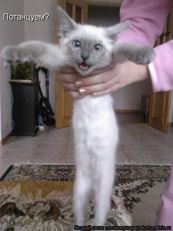 Потанцуем?... Котоматрица: Потанцуем?