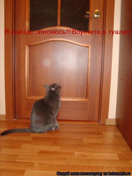 Я сейчас описяюсь!!!Впустите,в туалет!!!!... Котоматрица: Я сейчас описяюсь!!!Впустите,в туалет!!!!