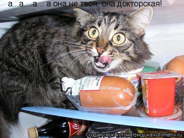 а...а....а... а она не твоя, она докторская!... Котоматрица: а...а....а... а она не твоя, она докторская!