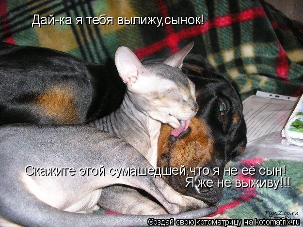 Дай-ка я тебя вылижу,сынок! Скажите этой сумашедшей,что я не её сын! Я же не выживу!!!... Котоматрица: Дай-ка я тебя вылижу,сынок! Скажите этой сумашедшей,что я не её сын! Я же не выживу!!!