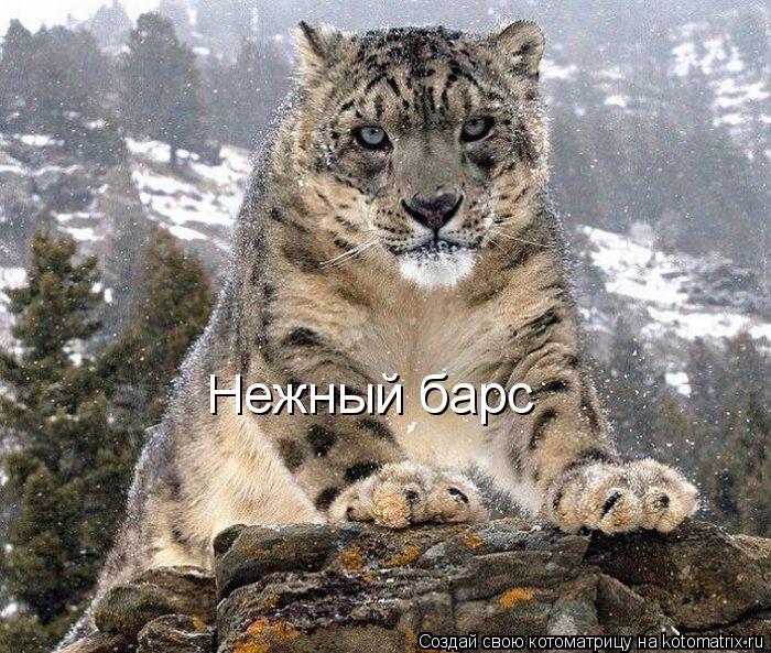 Нежный барс... Котоматрица: Нежный барс