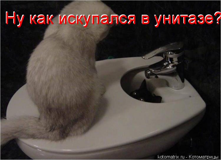 Ну как искупался в унитазе??? Ну как искупался в унитазе???... Котоматрица: Ну как искупался в унитазе??? Ну как искупался в унитазе???