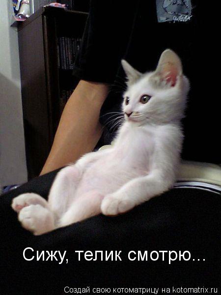 Сижу, телик смотрю...... Котоматрица: Сижу, телик смотрю...