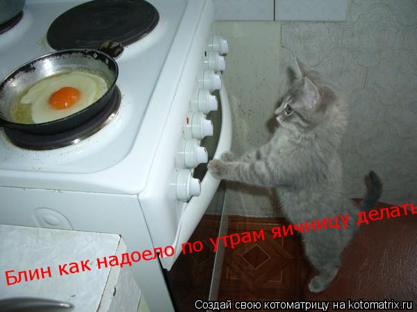 Блин как надоело по утрам яичницу делать.Ох как надоело!!!... Котоматрица: Блин как надоело по утрам яичницу делать.Ох как надоело!!!