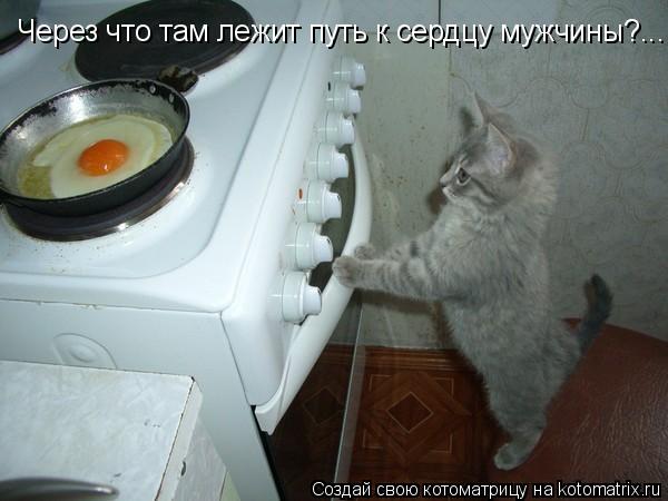 Через что там лежит путь к сердцу мужчины?...... Котоматрица: Через что там лежит путь к сердцу мужчины?...