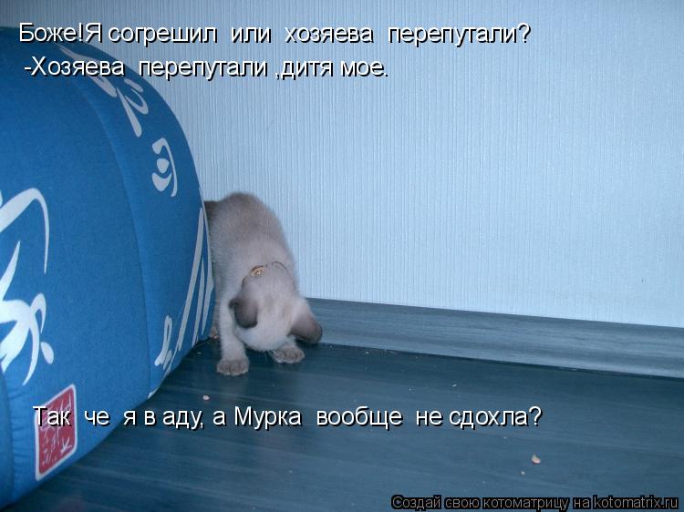 Боже!Я согрешил или хозяева перепутали? -Хозяева перепутали ,дитя мое. Так че я в аду, а Мурк... Котоматрица: Боже!Я согрешил или хозяева перепутали? -Хозяева перепутали ,дитя мое. Так че я в аду, а Мурка вообще не сдохла?