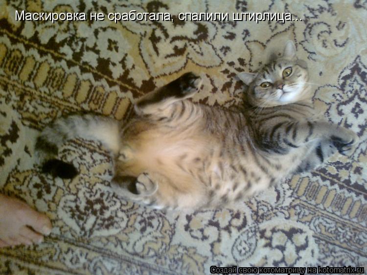 Маскировка не сработала, спалили штирлица...... Котоматрица: Маскировка не сработала, спалили штирлица...