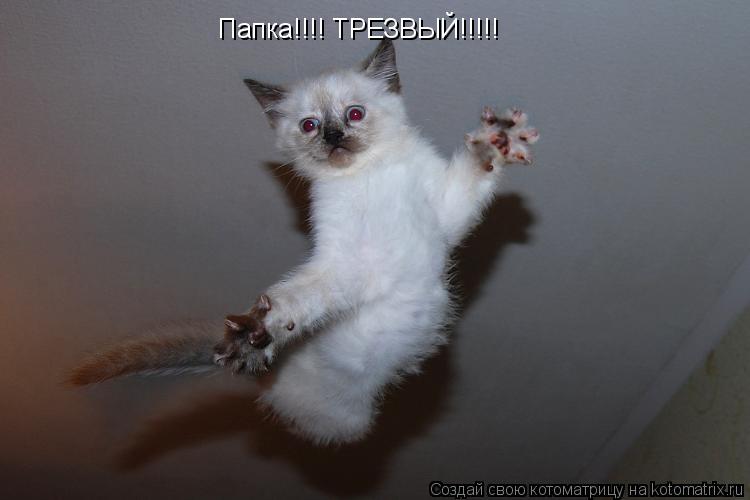 Папка!!!! ТРЕЗВЫЙ!!!!!... Котоматрица: Папка!!!! ТРЕЗВЫЙ!!!!!