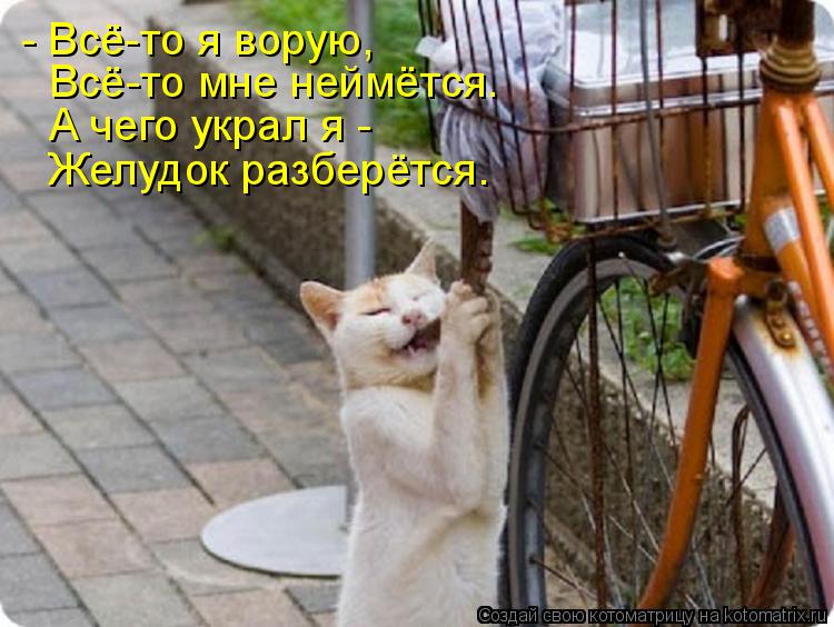 Котоматрица: - Всё-то я ворую, Всё-то мне неймётся. А чего украл я - Желудок разберётся.