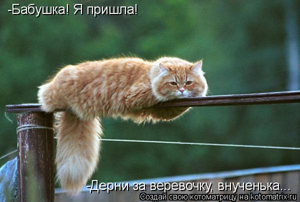 -Бабушка! Я пришла! -Дерни за веревочку, внученька...... Котоматрица: -Бабушка! Я пришла! -Дерни за веревочку, внученька...