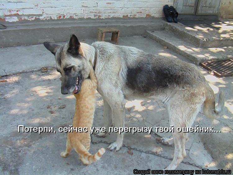 Потерпи, сейчас уже перегрызу твой ошейник...... Котоматрица: Потерпи, сейчас уже перегрызу твой ошейник...