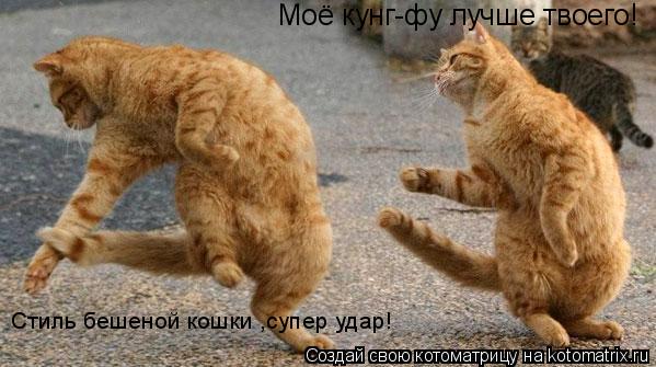 Моё кунг-фу лучше твоего! Стиль бешеной кошки ,супер удар!... Котоматрица: Моё кунг-фу лучше твоего! Стиль бешеной кошки ,супер удар!