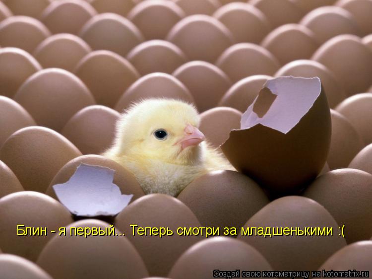 Котоматрица: Блин - я первый... Теперь смотри за младшенькими :(