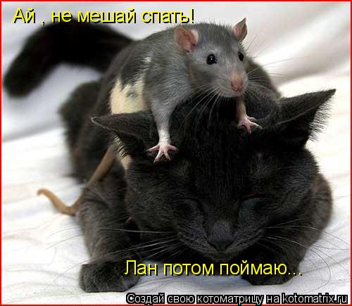 Ай , не мешай спать! Лан потом поймаю...... Котоматрица: Ай , не мешай спать! Лан потом поймаю...