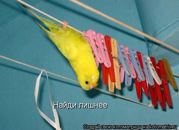 Найди лишнее... Котоматрица: Найди лишнее