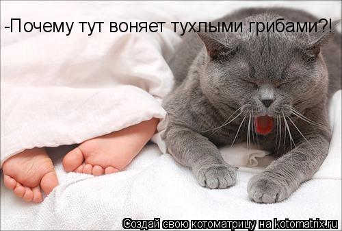 -Почему тут воняет тухлыми грибами?!... Котоматрица: -Почему тут воняет тухлыми грибами?!