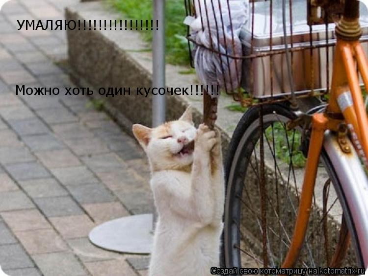УМАЛЯЮ!!!!!!!!!!!!!!!! Можно хоть один кусочек!!!!!!... Котоматрица: УМАЛЯЮ!!!!!!!!!!!!!!!! Можно хоть один кусочек!!!!!!