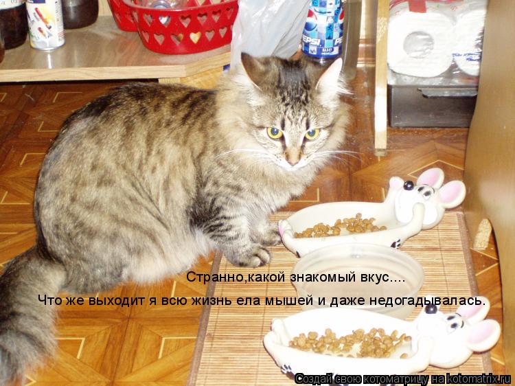 Что же выходит я всю жизнь ела мышей и даже недогадывалась. Странно,какой знакомый вкус....... Котоматрица: Что же выходит я всю жизнь ела мышей и даже недогадывалась. Странно,какой знакомый вкус....