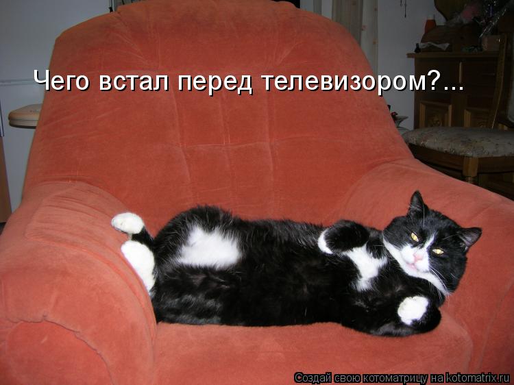 Котоматрица: Чего встал перед телевизором?...