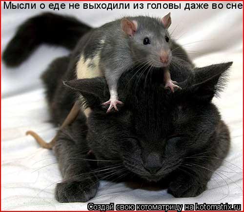 Котоматрица: Мысли о еде не выходили из головы даже во сне.