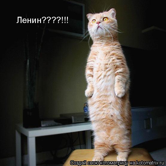 Ленин????!!!... Котоматрица: Ленин????!!!