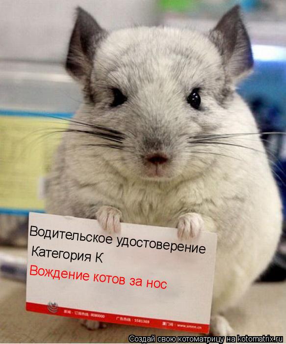 Котоматрица: Водительское удостоверение Категория К Вождение котов за нос