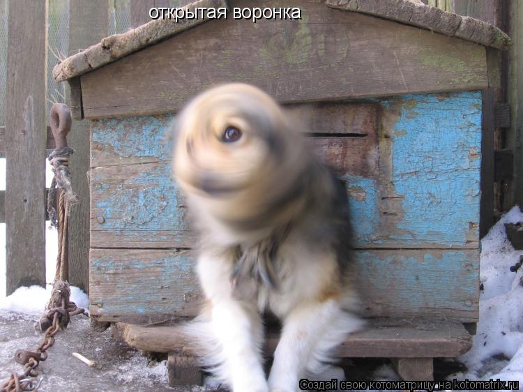 открытая воронка... Котоматрица: открытая воронка