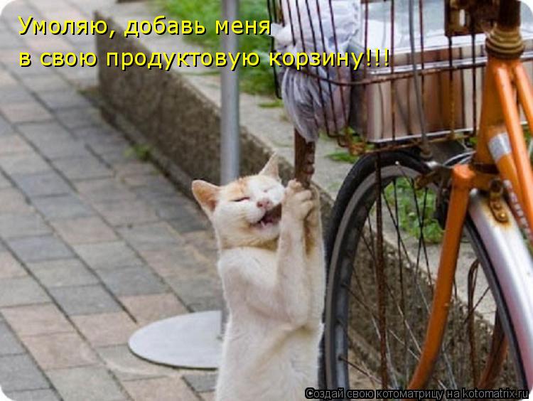Котоматрица: в свою продуктовую корзину!!! Умоляю, добавь меня
