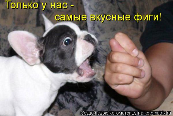Только у нас - самые вкусные фиги!... Котоматрица: Только у нас - самые вкусные фиги!