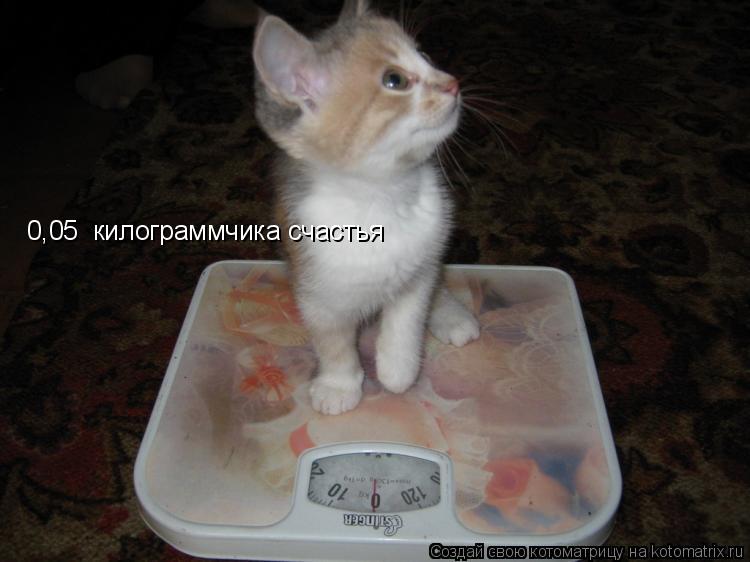 0,05 килограммчика счастья... Котоматрица: 0,05 килограммчика счастья