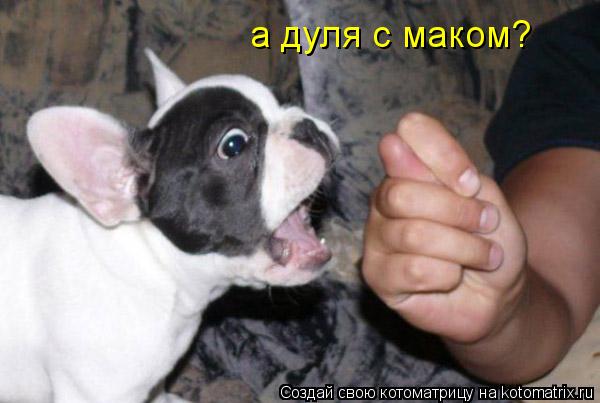 Котоматрица: а дуля с маком?