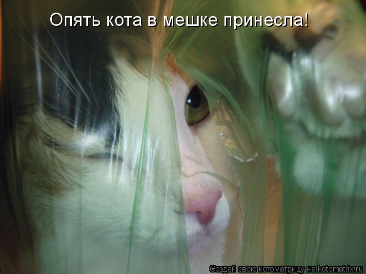 Опять кота в мешке принесла!... Котоматрица: Опять кота в мешке принесла!