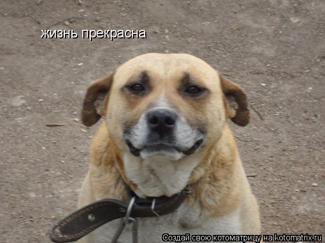 Котоматрица: жизнь прекрасна