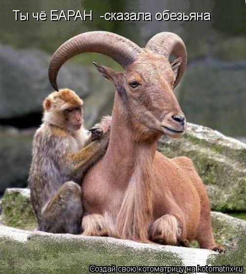 Котоматрица: Ты чё БАРАН  -сказала обезьяна