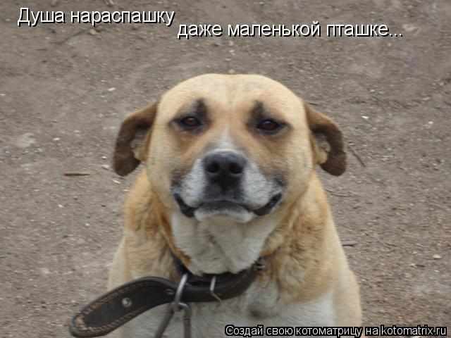 Котоматрица: Душа нараспашку даже маленькой пташке...