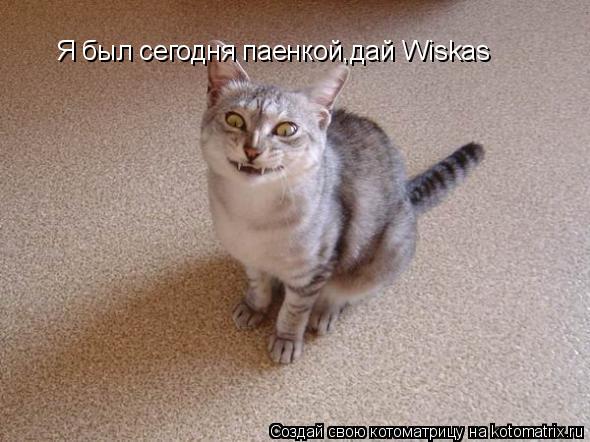 Котоматрица: Я был сегодня паенкой,дай Wiskas